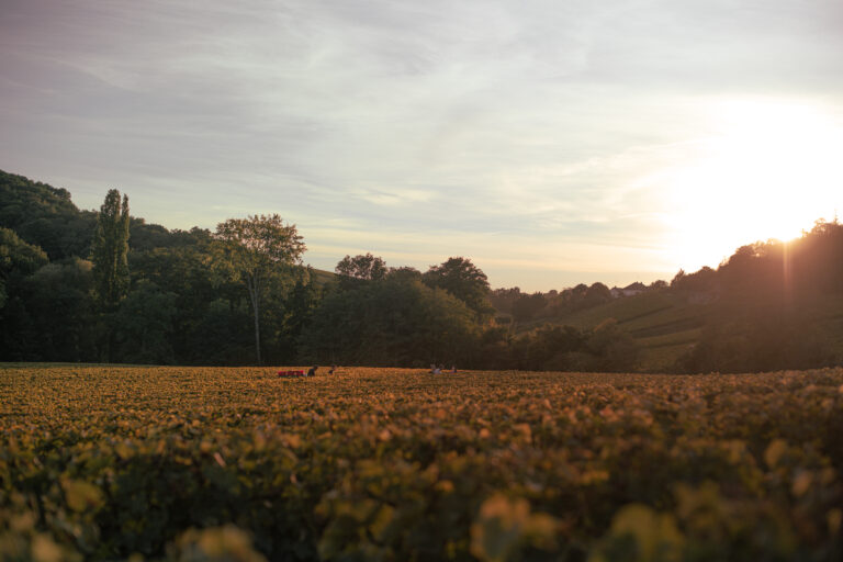 Vignes du Château de Lestang 1573 à Sancerre au coucher du soleil, terroir d'exception du Sauvignon Blanc
