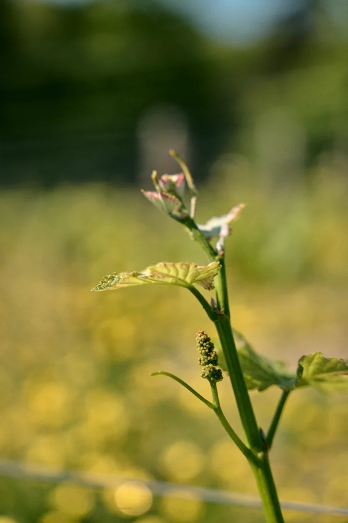 Ebourgeonnage : jeune bourgeon de vigne au printemps chez Lestang 1573