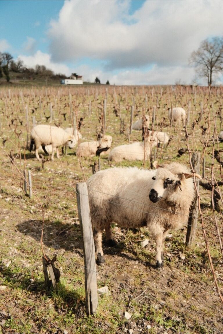 éco-pâturage dans les vignes de Lestang 1573