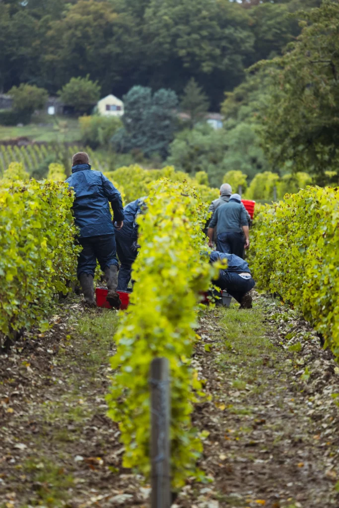 Équipe de vendangeurs récoltant les rangs de vignes du domaine Lestang 1573