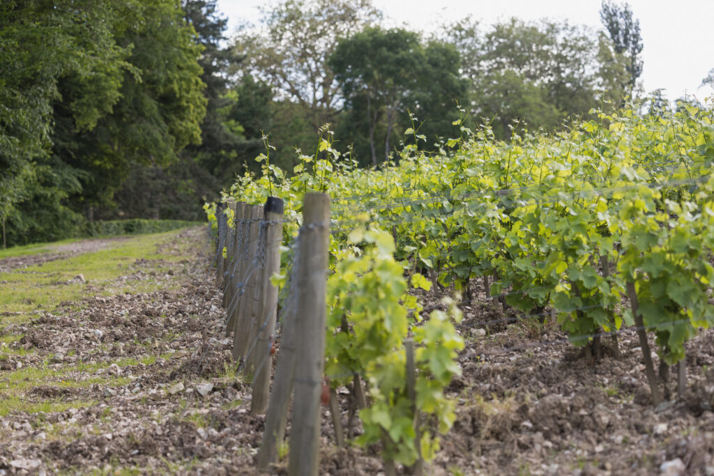 Rangs de Sauvignon blanc sur silex - Lestang 1573
