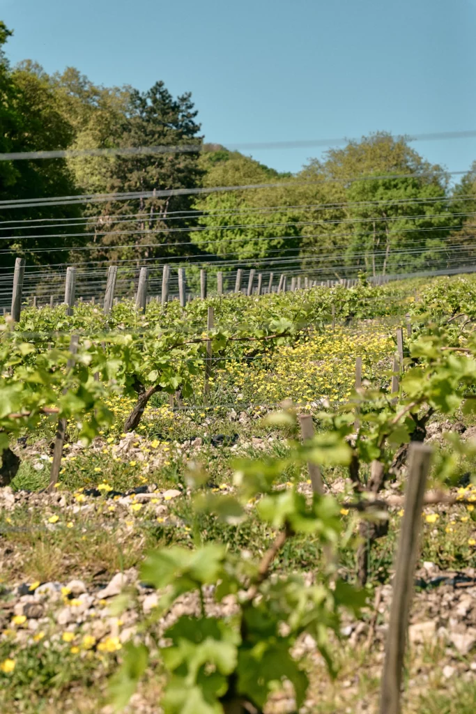 Rangées de jeunes ceps sur un sol caillouteux de silex parsemé de fleurs jaunes