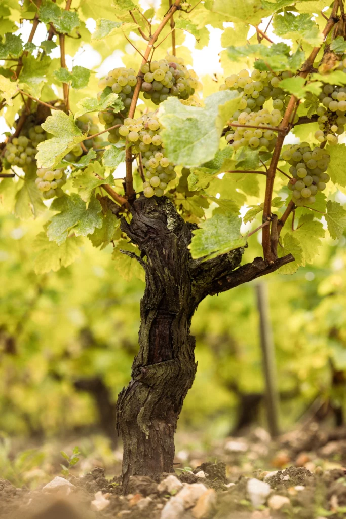 Gros plan sur une vieille souche de vigne portant une grappe de raisins blancs verts, feuilles jaunes-vertes autour, dans un rang de vigne au sol pierreux.