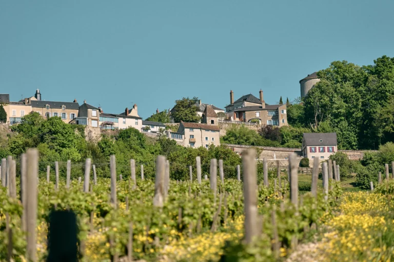 Vue des vignes de Lestang 1573 au premier plan (piquets et rangs de vignes encore bas), avec, en arrière-plan, le village de Sancerre juché sur la colline sous un ciel dégagé bleu.